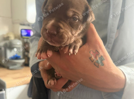 American bulldog x Husky puppies