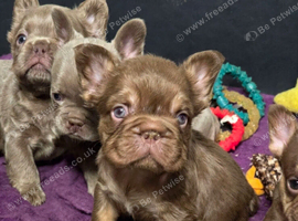 KC Fluffy French Bulldog Puppies