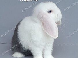 Purebred mini lop REDUCED TO SELL
