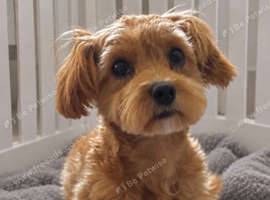 Asian / Korean Maltipoo. DNA tested parents. Ready Now