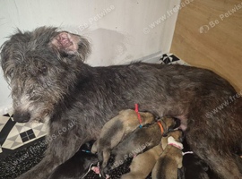 Lurcher puppies
