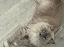 Beautiful female ragdoll cats