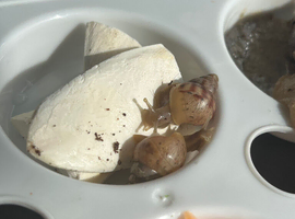 2 baby giant African land snails for sale
