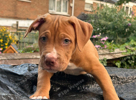 American bulldog x staffy