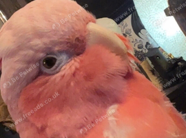 Galah cockatoo for sale her names Poppy