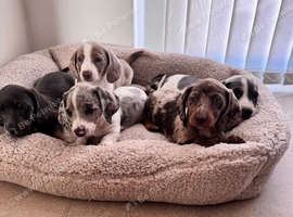 Miniature dachshund