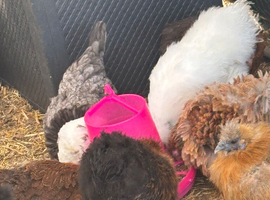 Silkie bantam pol hens
