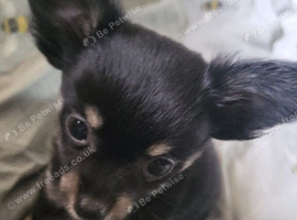 Chihuahua puppy ready for her new home