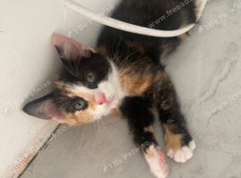 Kittens for sell