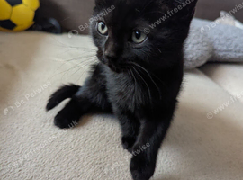 Beautiful 8-Week-Old Kittens Ready for Their Forever Homes