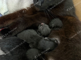 Boy kitten
