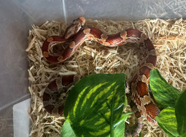 Corn snake