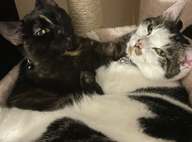 2 beautiful bonded girls