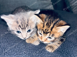 2 male kittens 1 girl ginger