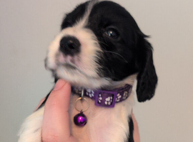 Beautiful litter of cocker spaniels!