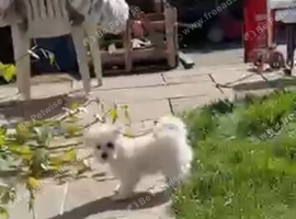 Bichon frise