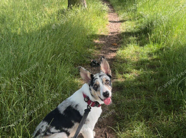 Looking for a border collie