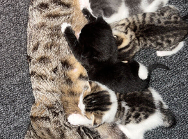 2 kittens