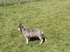 French bulldog 1 year old