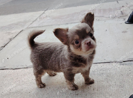 Long coat chihuahua pup lilac tan