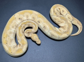 Adult Pythons.