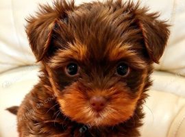 Colourful/Yorkshire Terrier