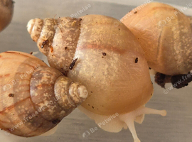 Giant African land snails with accessories