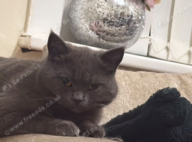 Lost cat Nelson