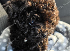 Asian Toy Poodle GIRLS
