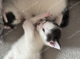 2 adorable kittens
