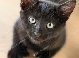 Kittens