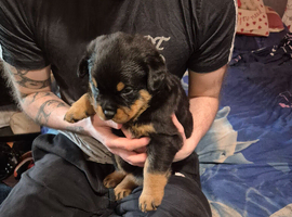 Lovely rotty pups
