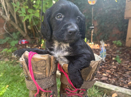 Gorgeous cocker spaniel puppies