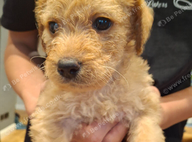 Beautiful Labradoodle Puppies Available