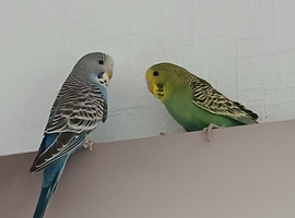 Baby budgies