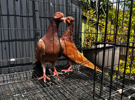 English Barb pigeons
