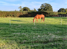 **WANTED** Little TB/Ex racer