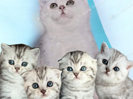 4 Full Pedigree Scottish Fold/Straight Kittens
