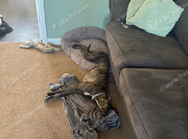Female lurcher 3yrs old
