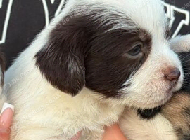 Last boy pup