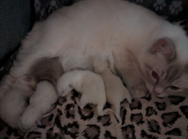 Adorable ragdoll kittens