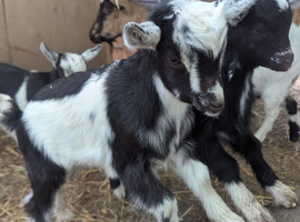 3 Kid Wethers