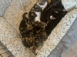 3 kittens to loving family