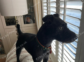 Patterdale Terrier