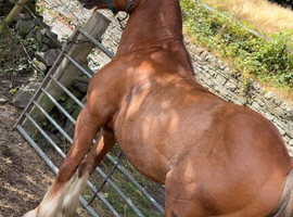 4 year old stallion cob