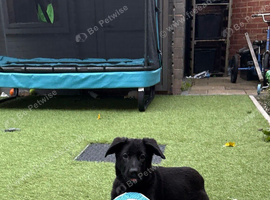 German Shepard puppy 11 weeks