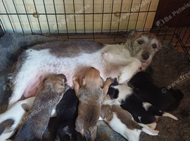 Adorable Jack Russel Puppies