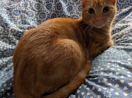 Female Ginger kitten 9 months old