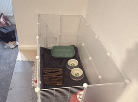 rabbit for sale