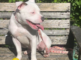1 year old dog